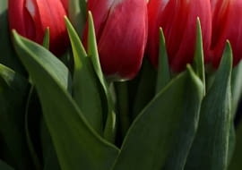 11.02.2011 GDANSK, CEREMONIA CHRZCIN NOWEJ ODMIANY TULIPANA O IMIENIU LECH WALESA. TULIPAN LECHA WALESY WYCHODOWANY ZOSTAL PRZEZ MARX TULIPS VOF Z SIEDZIBA WW HEM W HOLANDII. ZOSTAL ON WPISANY PRZEZ KLROLEWSKIE STOWAZYSZENIE HODOWCOW CEBUL KWIATOWYCH DO MIEDZYNARODOWEGO REJESTRU HODOWLI TULIPANOW.