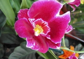 11.03.2003 SKIERNIEWICE GOSPODARSTWO SZKLARNIOWE FIRMY TOMASZEWSKI W SKIERNIEWICACH ROSLINY DONICZKOWE STORCZYK MILTONIA KWIAT FOT PAWEL SLOMCZYNSKI / AGENCJA GAZETA SLOWA KLUCZOWE: KWIATY ROSLINY