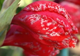 Szara pleśń powoduje brzydkie plamy na różnych częściach roślin. Na zdjęciu - chore kwiaty mieczyka