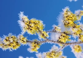 Oczar pośredni (Hamamelis intermedia)