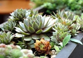 Rojnik murowy znakomicie sprawdza się na słonecznych balkonach.