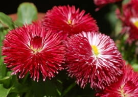 stokrotka Habanero Red