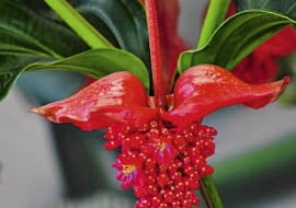 Medinilla wspaniała 'J'adore belo'