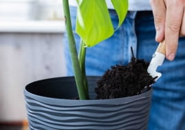 Jaka ziemia dla Monstery