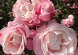 Róża ‘Zelmani’s Dream®’ hod. W. Kordes’ Söhne 2024