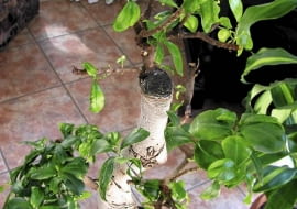 Bonsai z fikusa wymaga pomocy