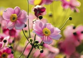 ZAWILEC JAPOŃSKI (ANEMONE HUPEHENSIS) należy do rodziny jaskrowatych (Ranunculaceae). Zakwita na jasnoróżowo. Ma szerokie zastosowanie w ogrodzie - można zdobić rabaty, brzegi oczek wodnych, ogrody skalne i kompozycje naturalistyczne. Na jednym metrze kwadratowym sadzi się ok. pięciu sadzonek.