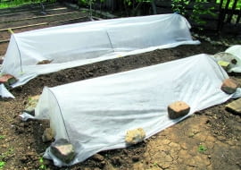 Takimi niskimi namiotami z agrowłókniny chronimy doniczki z młodymi roślinami zadołowane na zimę. Wiosną łatwo usunąć włókninę i znów założyć, zależnie od pogody.