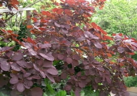 Encyklopedia roślin: Perukowiec podolski  Cotinus coggygria