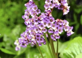 Pora kwitnienia bergenii przypada wiosną.Kwiatostany osiągają wysokość 30-50 cm.