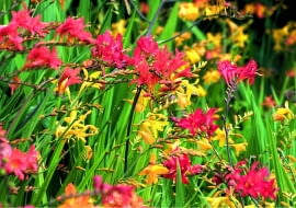 LMixed Crocosmia taken at the National Collection of Crocosmia, Lincolnshire.