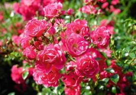 SLOWA KLUCZOWE: kwiat