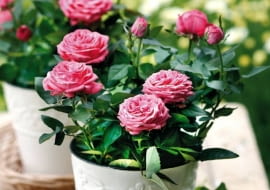 Miniaturowa Sascha Madigan Elvira ma piękne pełne kwiaty. Ich urodę podkreśla prosta jednobarwna donica.