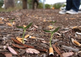 Cigg Seeds, Ben Forman, niedopałki, ekodesign