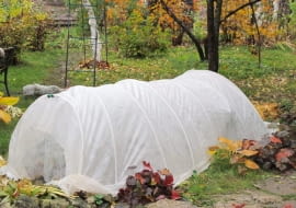 Takim niskim namiotem z agrowłókniny, rozpiętym na pałąkach ochronimy przed mrozem posadzone jesienią byliny i dwuletnie kwiaty - bratki lub dzwonki ogrodowe.