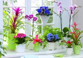 Zimowy parapet zdobią: guzmania, odmiana różowa; fiołek afrykański, odmiana ciemnoniebieska; storczyk falenopsis; kalanchoe; neoregelia; paproć adiantum; fiołek afrykański z grupy Chimera; guzmiania, odmiana czerwona.