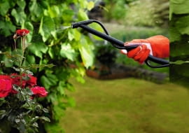 Obserwujemy liście i kwiaty róż, bo w czasie upałów i suszy atakowane są przez różne szkodniki, a przy opadach - przez choroby grzybowe. Wiele odmian jest bardzo wrażliwych i może nawet zginąć. Szybkie wykrycie pierwszych objawów zagrożenia i opryskanie roślin na początku inwazji zwiększa szanse powodzenia.