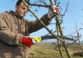 Gałęzie wyrastające pod ostrym kątem wycinamy w miejscu rozwidlenia tuż przy pniu.