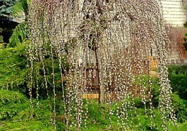 Wierzba iwa (salix caprea) 'Kilmarnock' - odmiana męska, bardzo często mylona z żeńską 'Pendula'. Najpiękniej wygląda w marcu, kiedy obsypana jest złocistymi baziami, które pojawiają się na długo przed liśćmi. Ma ona również ciekawy pokrój.