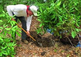 Stary różanecznik można przesadzić, ale z jak największą bryłą ziemi. Następnie trzeba go obficie podlać.