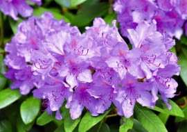 WARTO ZADBAĆ o zdrowie różanecznika, by kwitł obficie. Poniżej: pędy krzewu zaatakowane przez grzyby Phytophtora.