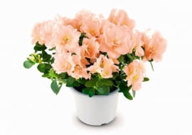 Azalia, jak prawdziwa dama, ma ogromne wymagania. Za troskę odwdzięcza się jednak sowicie - kwitnie przez całą zimę, gdy najbardziej jesteśmy spragnieni kwiatów i kolorów. Łososiowe lub dwubarwne płatki należą do rzadkości - różaneczniki są zwykle białe, czerwone lub różowe.