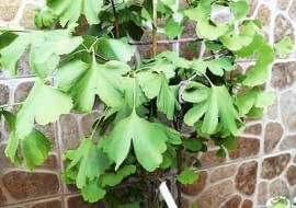 Miłorząb o dziwnie dużych liściach