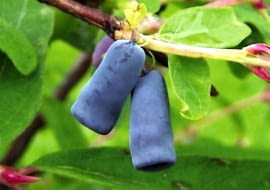 Jagoda kamczacka. Zależnie od gatunku i odmiany jagody mogą mieć kształt bardziej lub mniej zaostrzony lub beczułkowaty