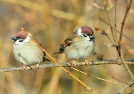 Mazurkom i innym skrzydlatym gościom stołówek należy się uważnie przyglądać. Jeśli są chore, izolujmy od nich nasze ptaki w gospodarstwie.