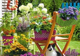 KWIATY. Piękne kolory marcinków,&#8200;miechunki, chryzantem, nachyłków i wrzosów są dodatkowo podkreślone wesołymi odcieniami doniczek i osłonek.