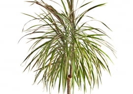 DRACENA OBRZEŻONA tworzy w dobrych warunkach pióropusze liści.