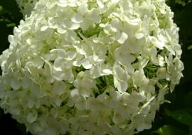 Hortensja drzewiasta 'Anabelle'