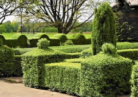 15.05.2003 RUCHOCICE GMINA RAKONIEWICE WOJEWODZTWO WIELKOPOLSKIE ZYWOPLOT LIGUSTER LIGUSTR POSPOLITY LIGUSTRUM VULGARE FORMOWANIE STRZYZENIE CIECIE FOT. PAWEL SLOMCZYNSKI / AGENCJA GAZETA PUBLIKACJA PO UZYSKANIU AKCEPTACJI REDAKCJI KWIETNIKA PUBLIKACJA KWIETNIK NR 9 (105) - 9.2003 SLOWA KLUCZOWE: ROSLINY OGRODY OGRODNICTWO ZDJĘCIE DO WKŁADKI: PUBLIKACJA KWIETNIK NR 9 (105) - CZASOPISMA