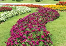 Rzeka z petunii (Petunia) może mieć wiele kolorów. Jest efektowna przez całe lato.