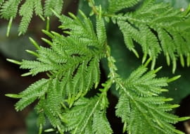 Selaginella (widliczka)