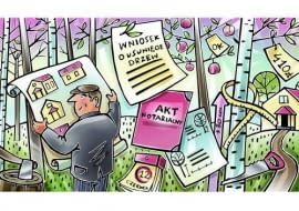 wycinka drzew na działce