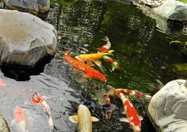 RYBY (na zdjęciu karpie koi) łatwo przyzwyczajają się do miejsca, w którym rzucamy im karmę.