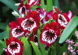 MILTONIA