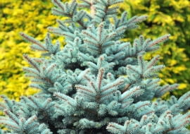 Świerk kłujący (Picea pungens), zwany srebrnym