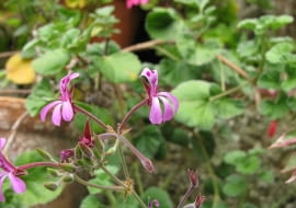 Pelargonia afrykańska