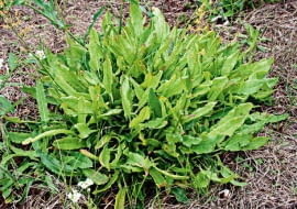 gleba, ogród, ziemia, pokrzywy, chwasty, dziki szczaw