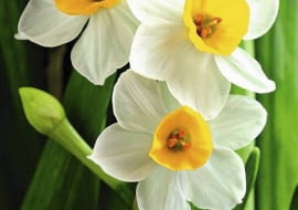 Narcyzy, kwiaty cebulowe. Narcyzy posadzone wiosną zakwitną latem