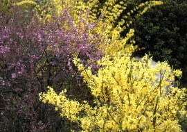 01A6QM5N - flower, landscape, spring, season, scene, yellow flower, nature