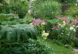 TMPONUJĄCE LIŚCIE LEPIĘŻNIKÓW są wspaniałym tłem dla kwitnących hortensji, floksów i lilii.