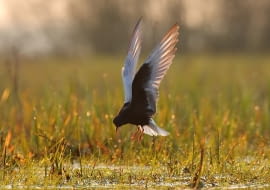 Szkoła fotografii przyrodniczej