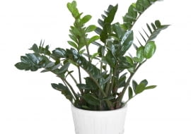 Zamiokulkas (Zamioculcas)preferuje półcieniste miejsca.. Ale przy silnym niedoborze światła jego liście wyciągają się i są jasnozielone. Doniczkę co 2 lata trzeba zmienić na większą