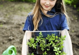 Wysadzamy rozsadę warzyw. Dzień wcześniej rośliny dobrze podlejmy - dzięki temu lepiej się przyjmą.