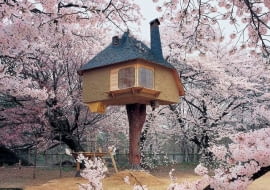 Dom herbaciany autorstwa T. Fujimoriego wzniesiony w wiśniowym sadzie