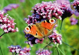 Werbena patagońska ma kilka podobnych odmian, także karłowych. Ich drobne kwiatki są obfitym źródłem pokarmu dla motyli i innych owadów.