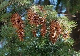 SZYSZKI DAGLEZJI PSEUDOTSUGA MENZIESII